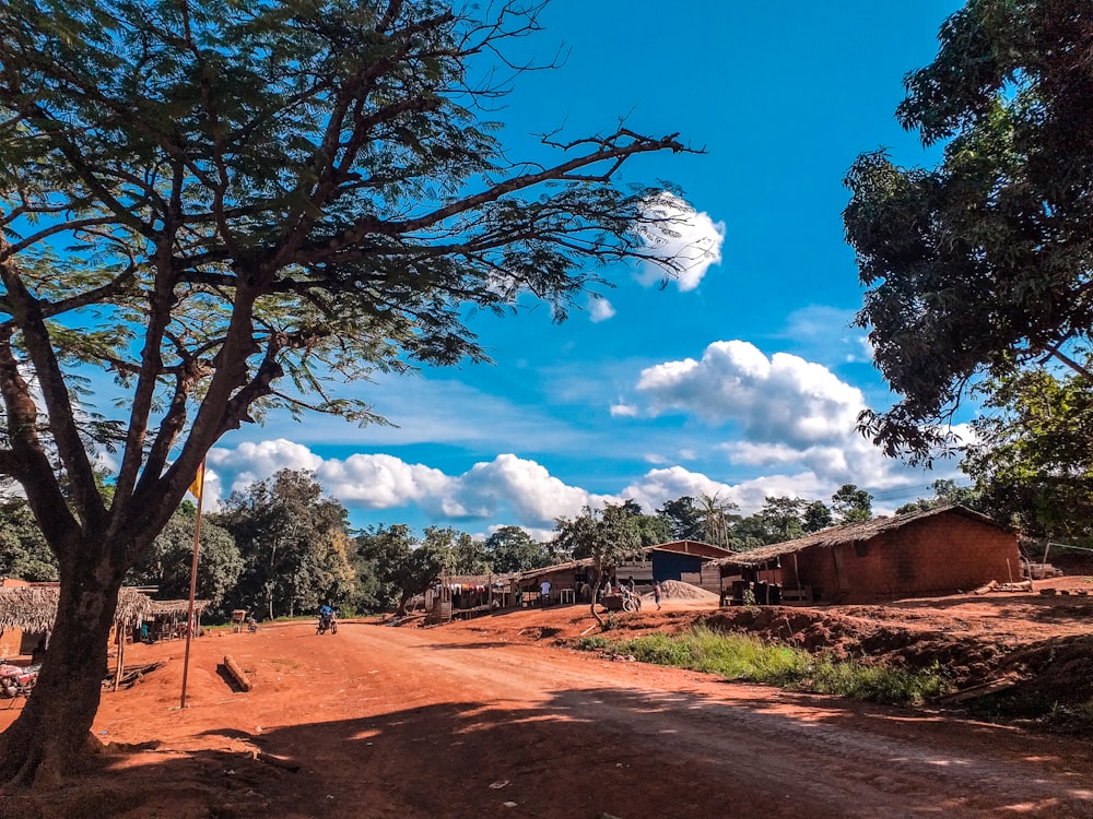 a dirt road with trees on either side of it