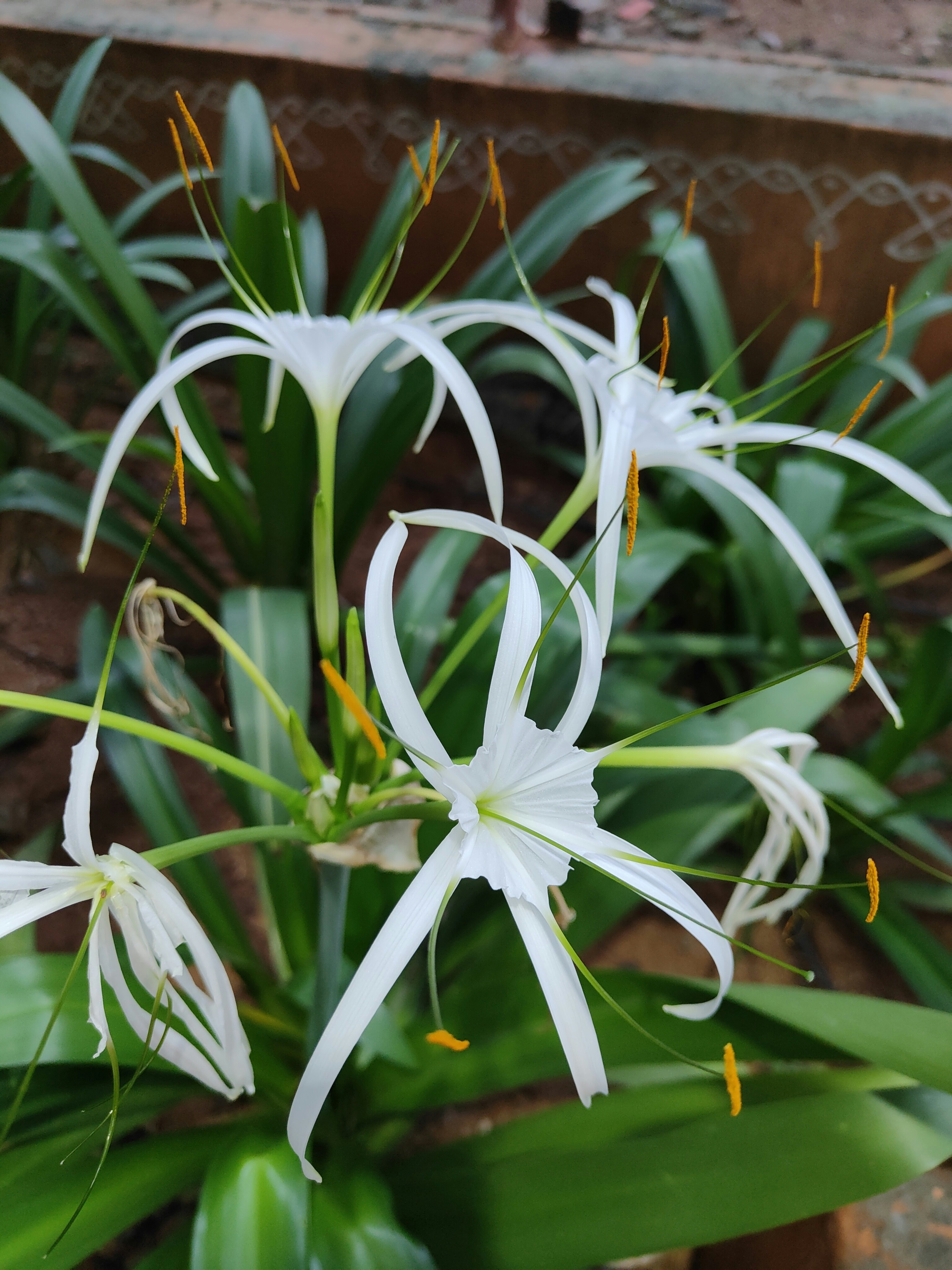 Unsplashで見つけるハイデラバードの無料写真