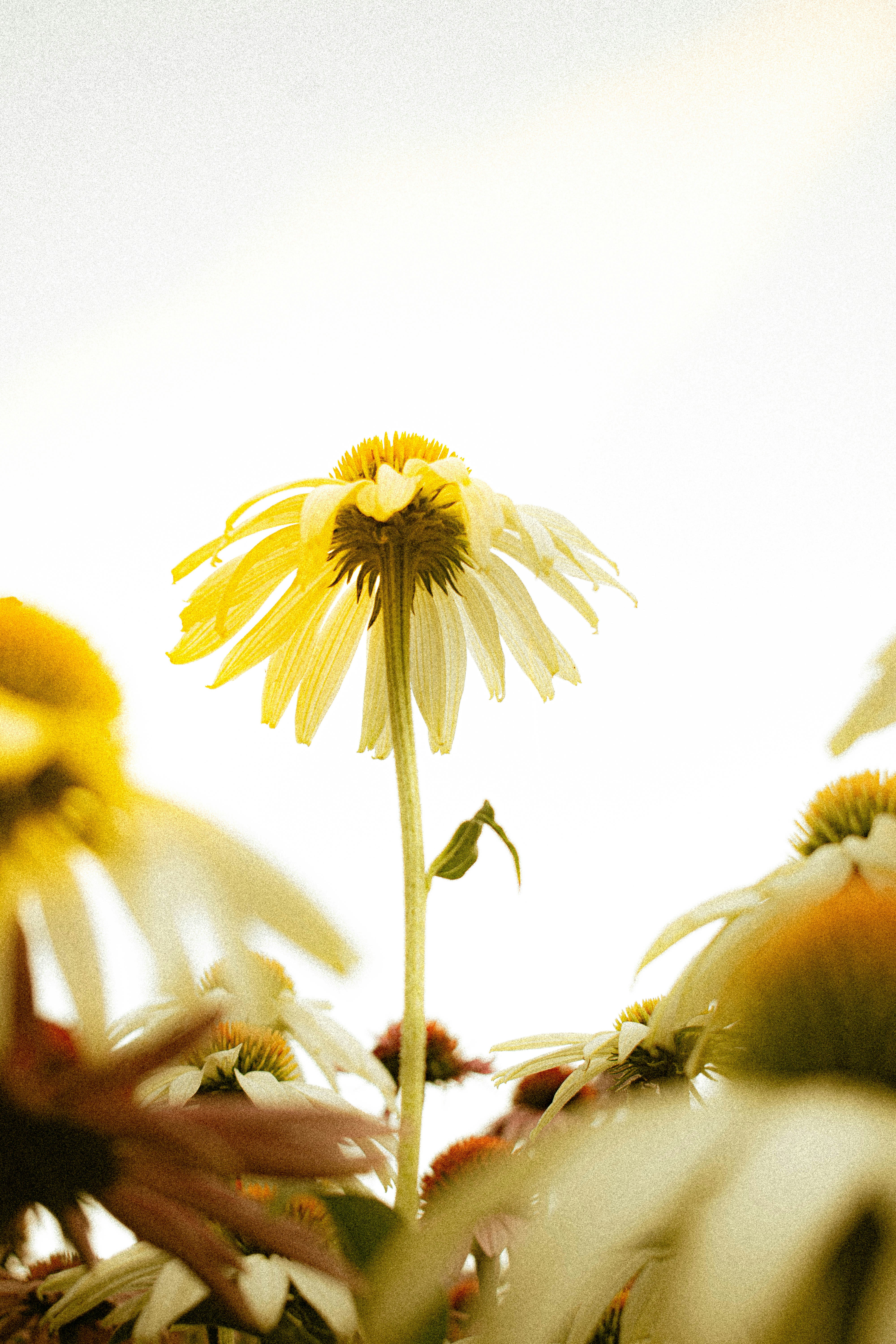 Photo by tranhoainam25