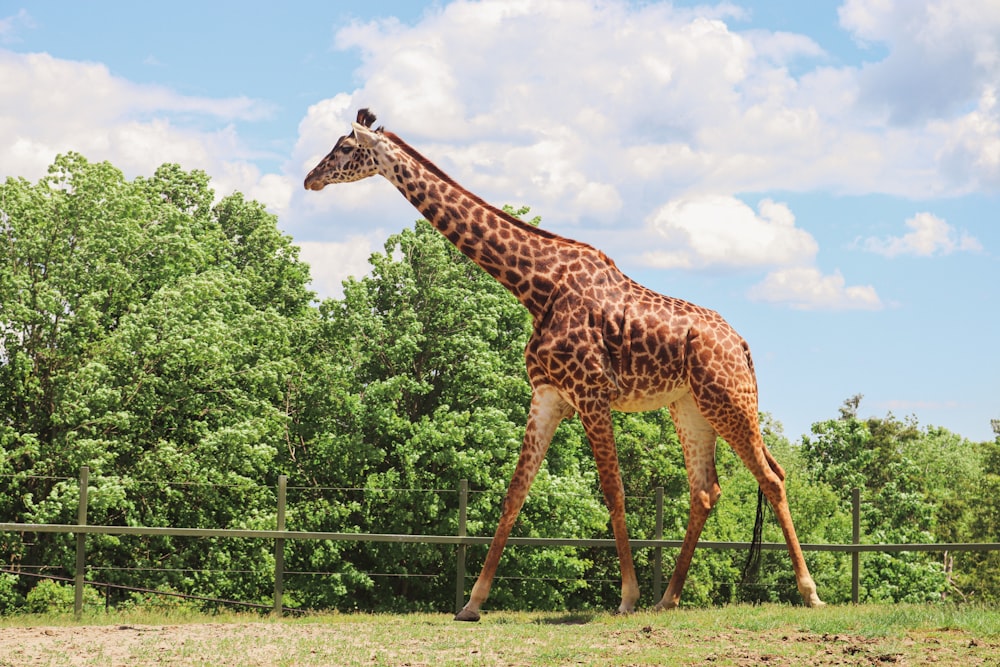 a giraffe in a zoo exhibit