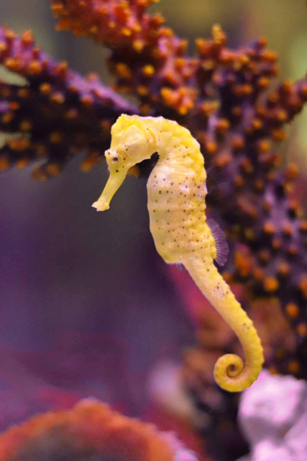 a yellow sea creature