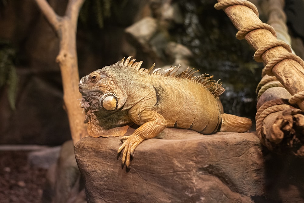 Un lagarto en una roca