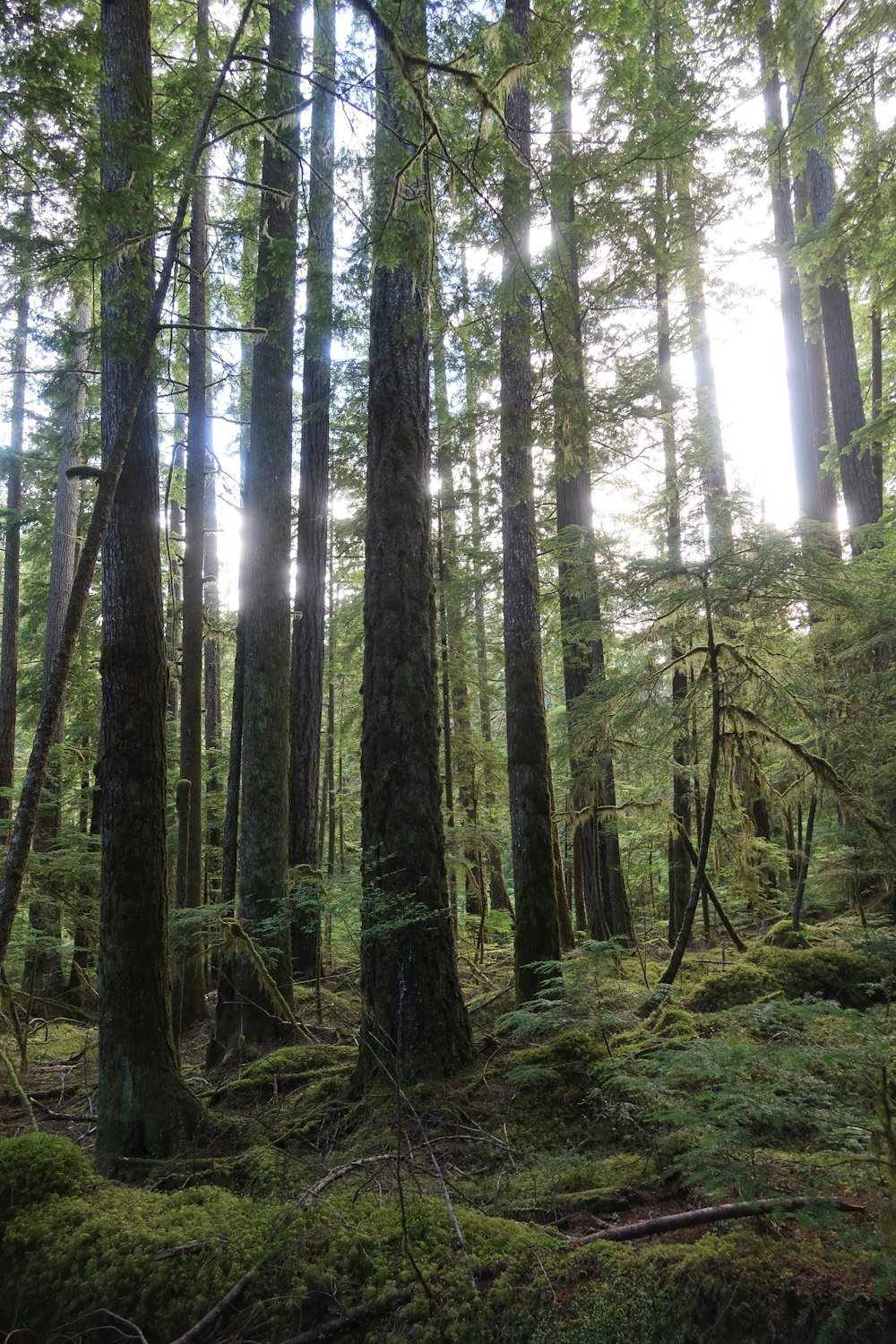 a forest of tall trees