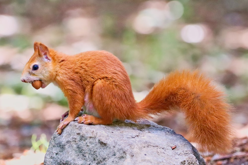 a squirrel eating something