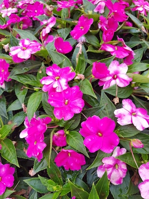 Impatiens