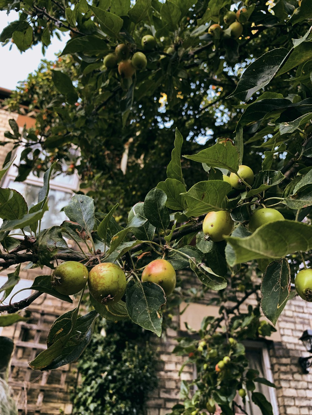 a tree with green fruits