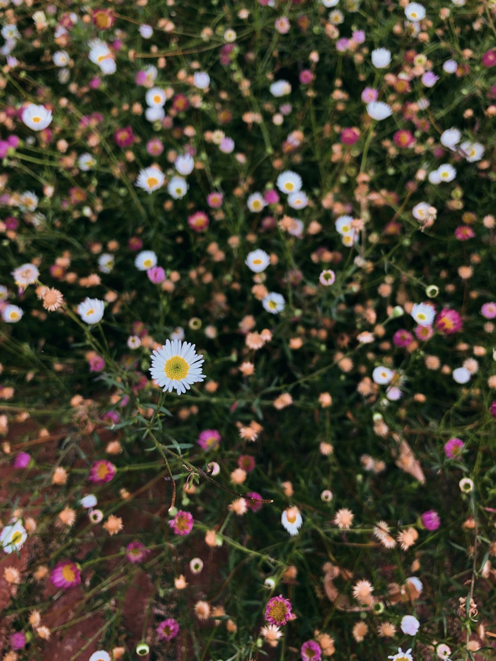 a tree with flowers