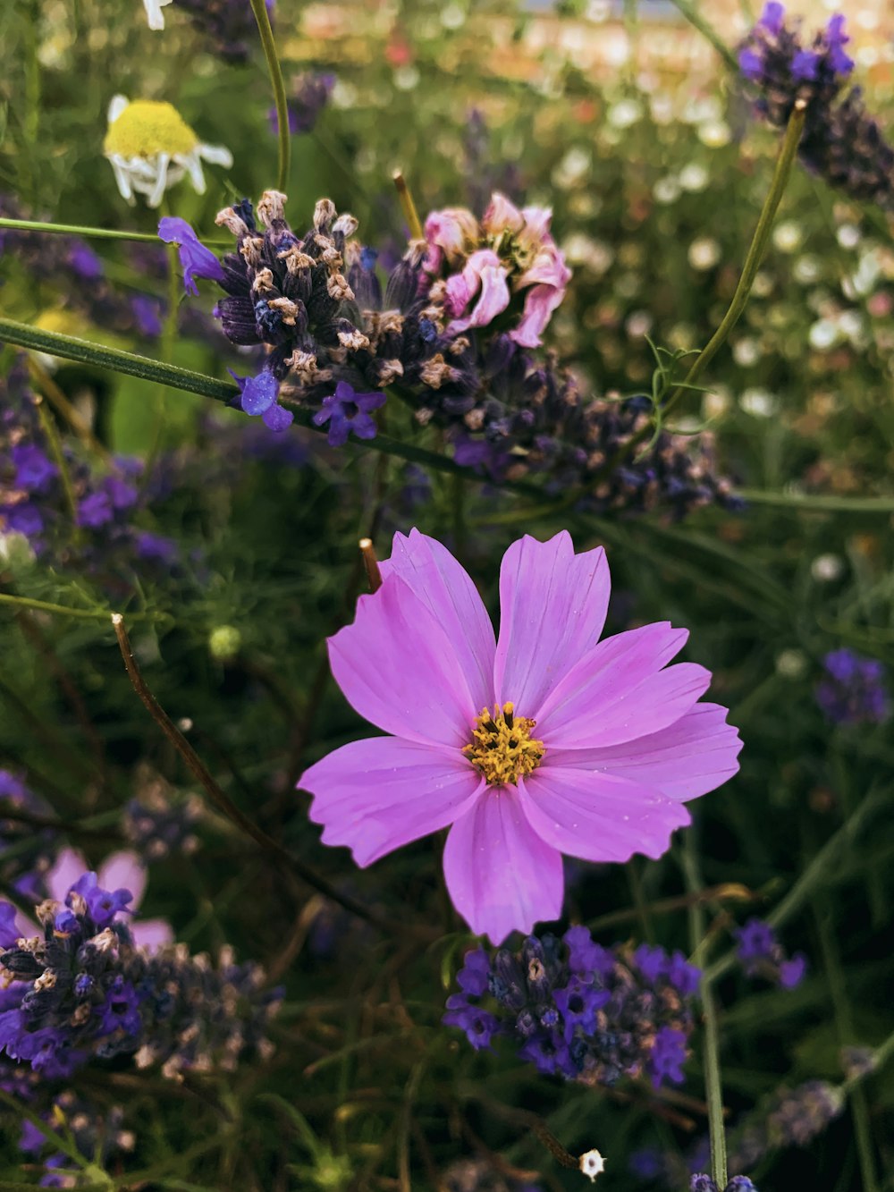 a close up of a flower