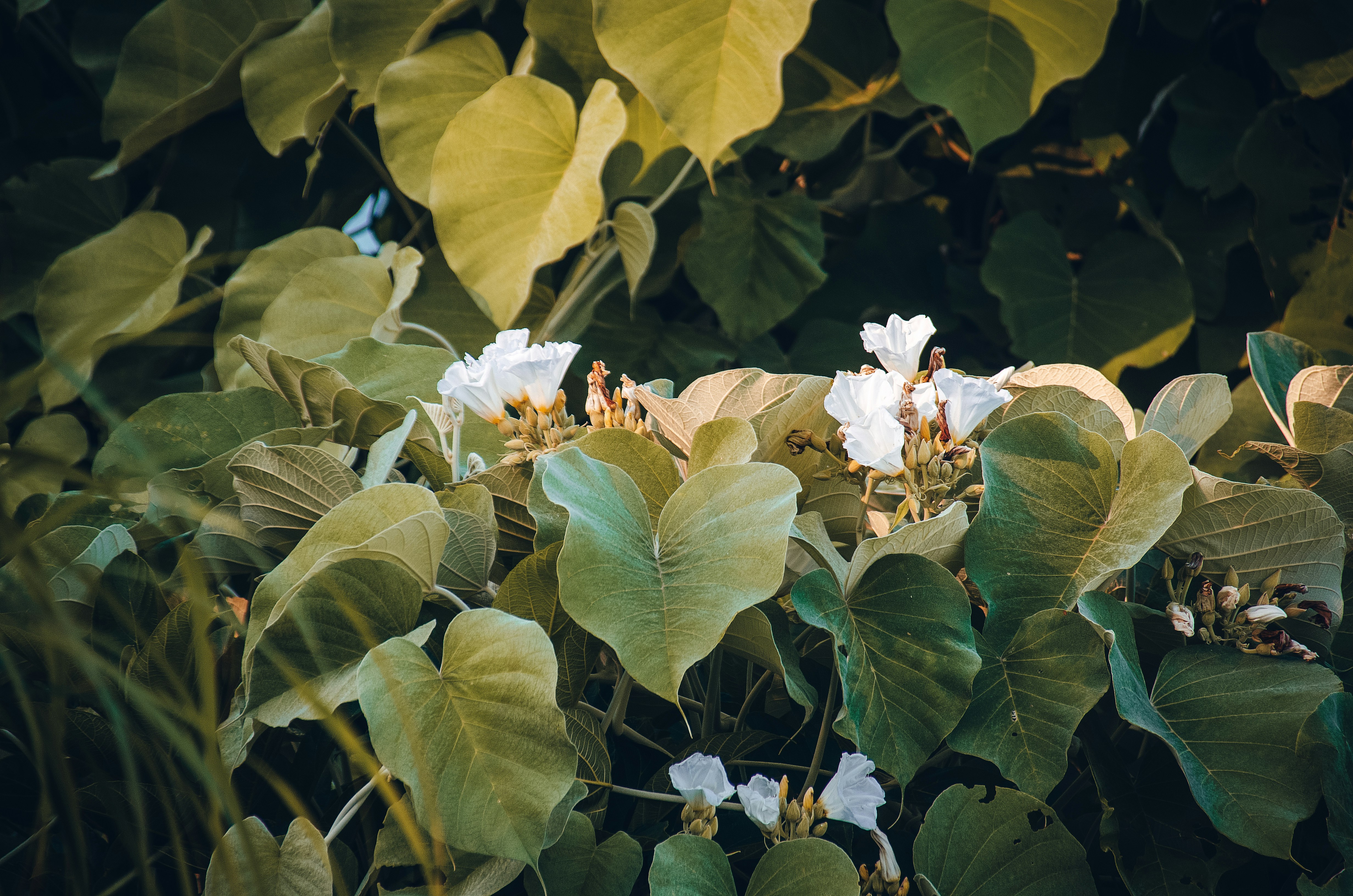 Ein Schmetterling auf einem Blatt