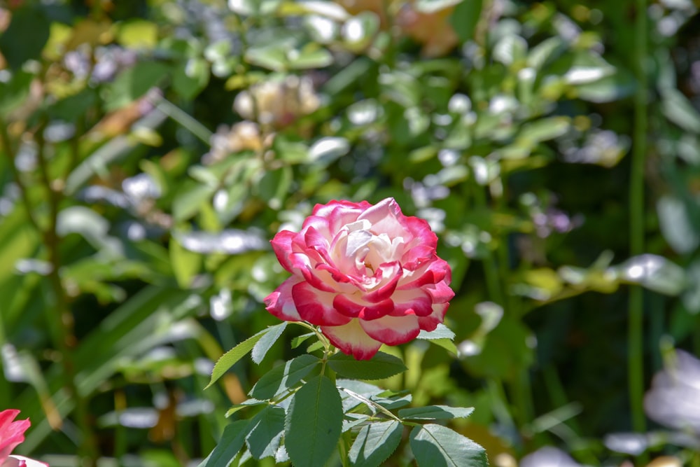 a pink flower on a bush