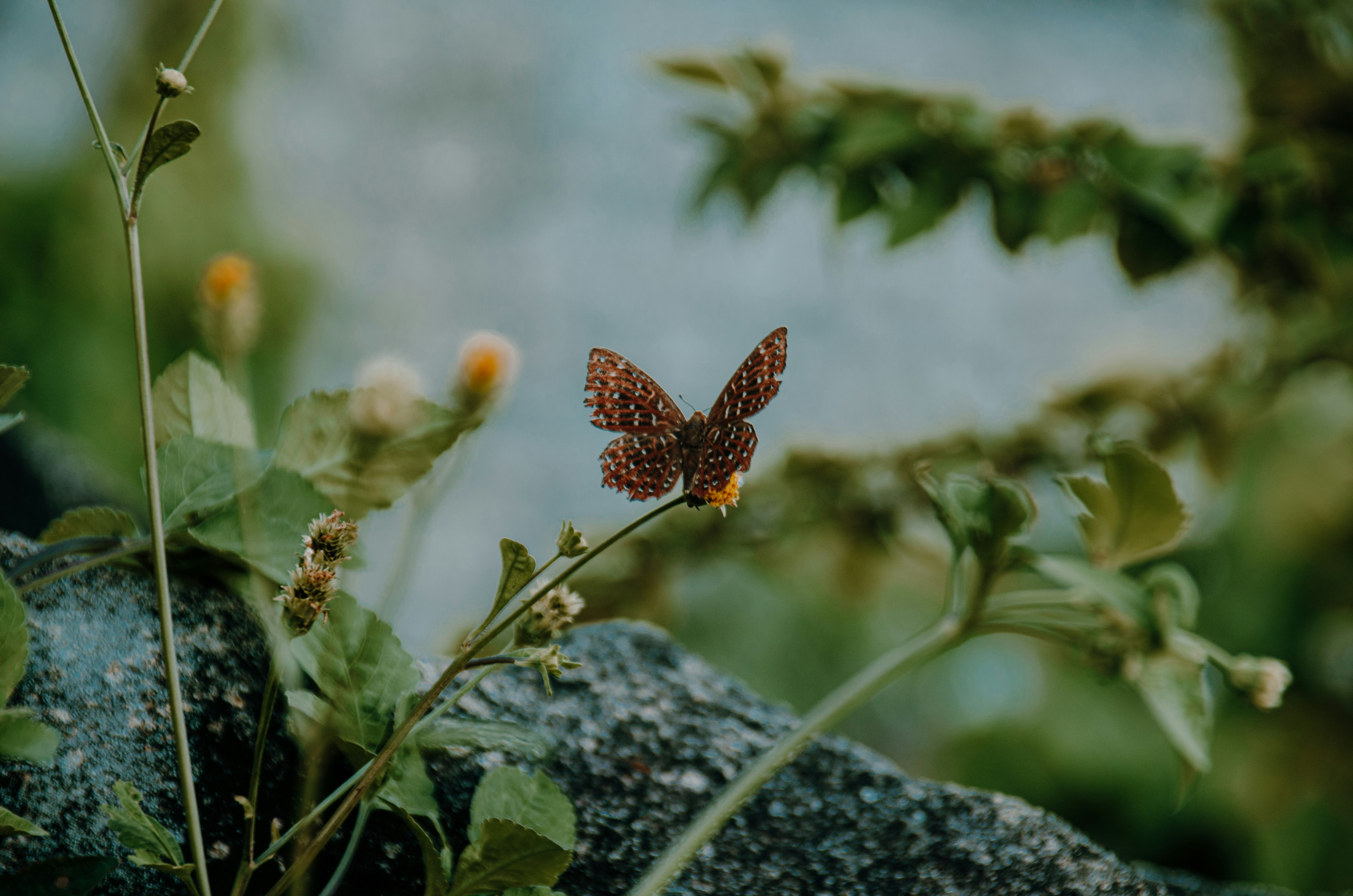 eine Gruppe von Schmetterlingen auf einer Pflanze