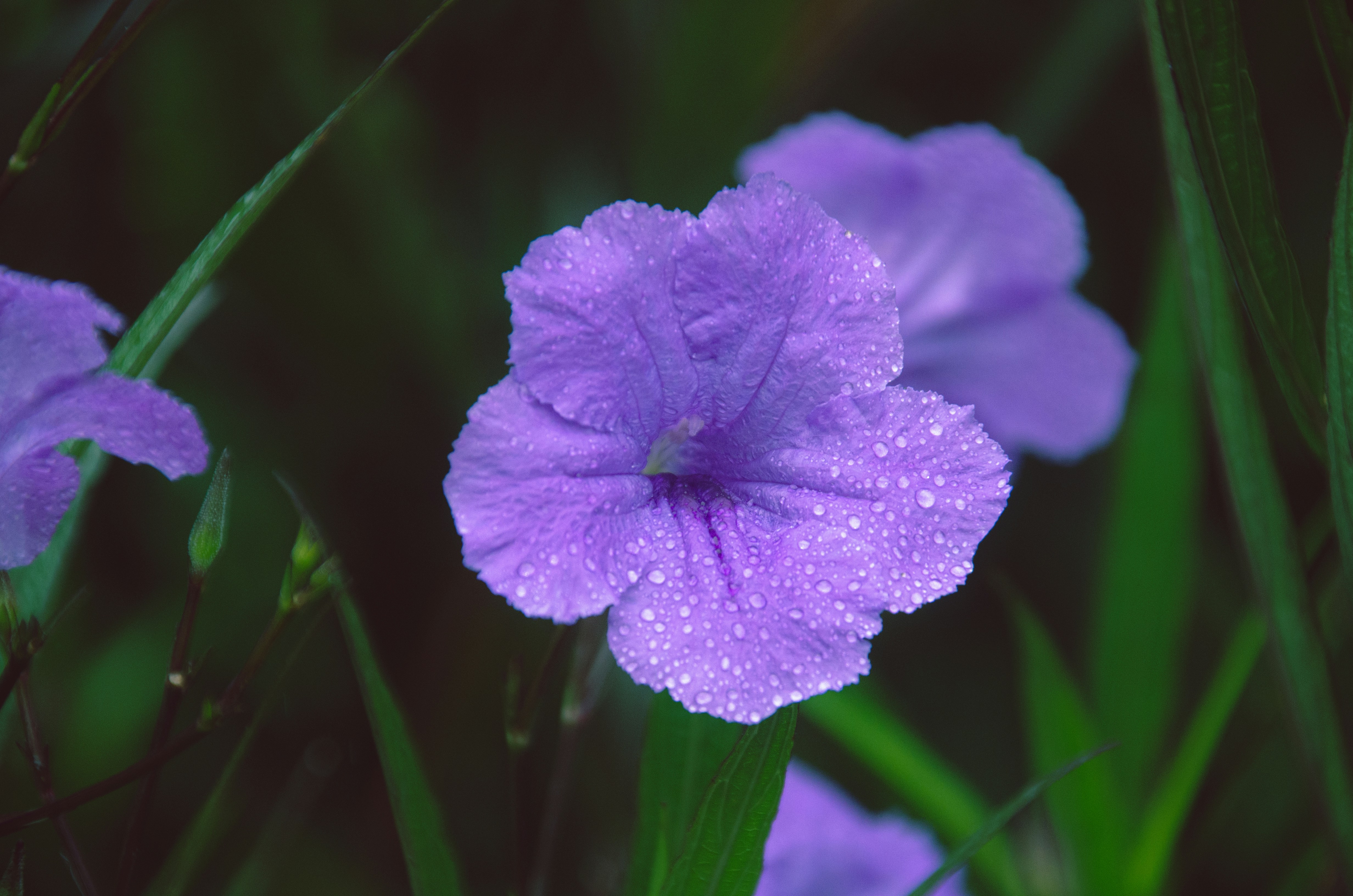 Nahaufnahme einer lila Blume