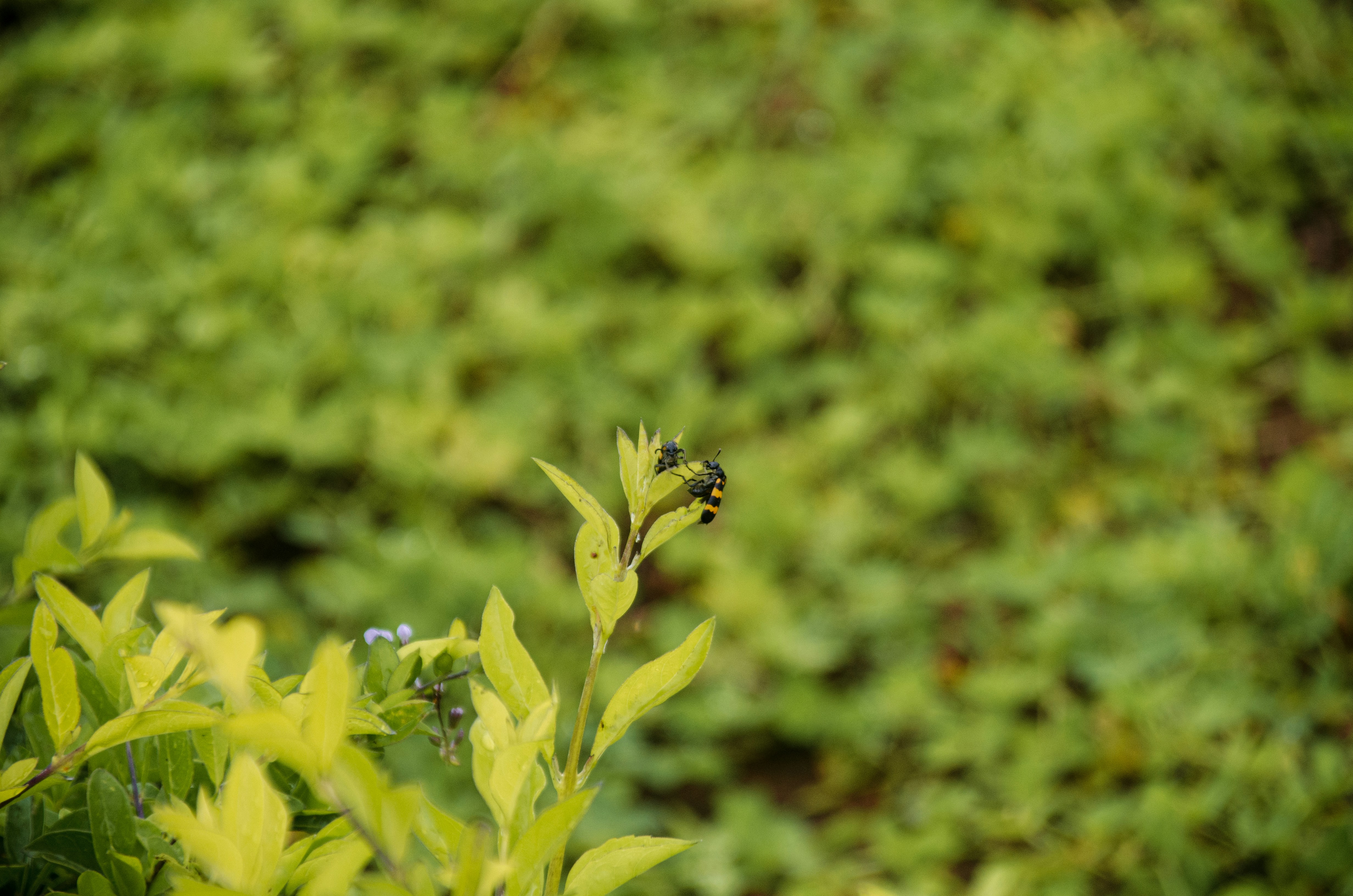 Eine Biene auf einer Pflanze