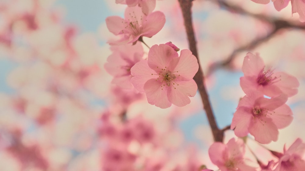 a close up of pink flowers