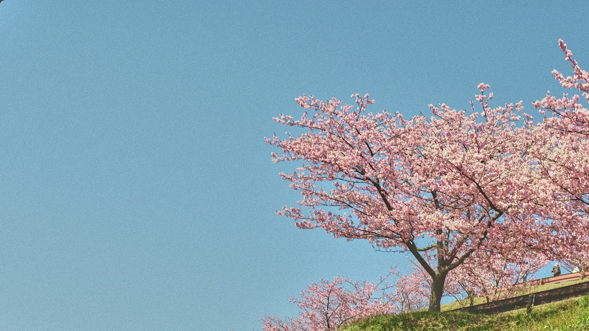 a tree with pink flowers