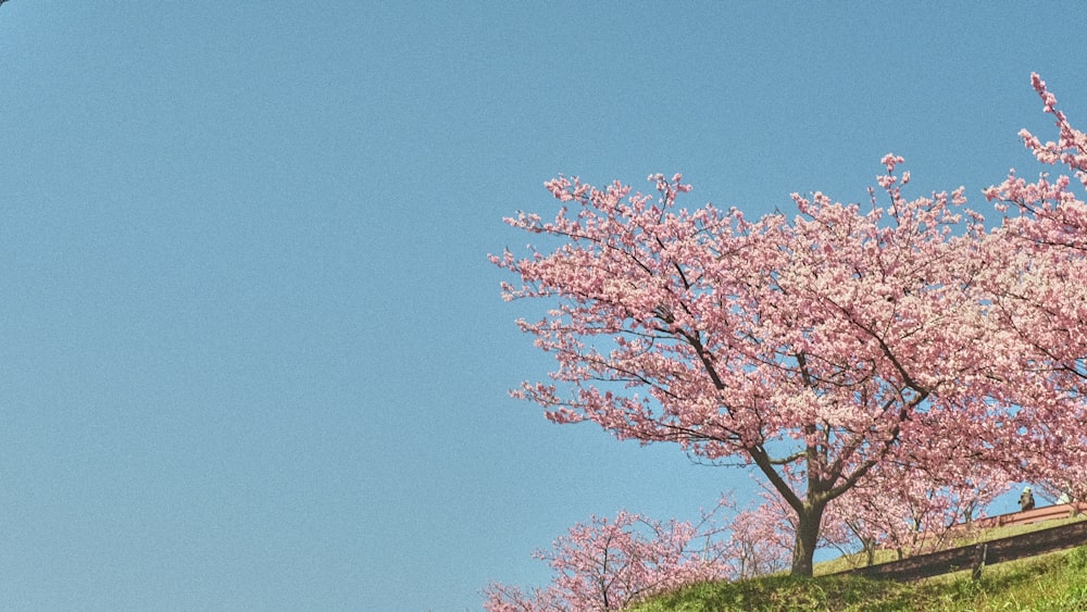 a tree with pink flowers