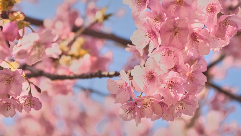 a close up of pink flowers