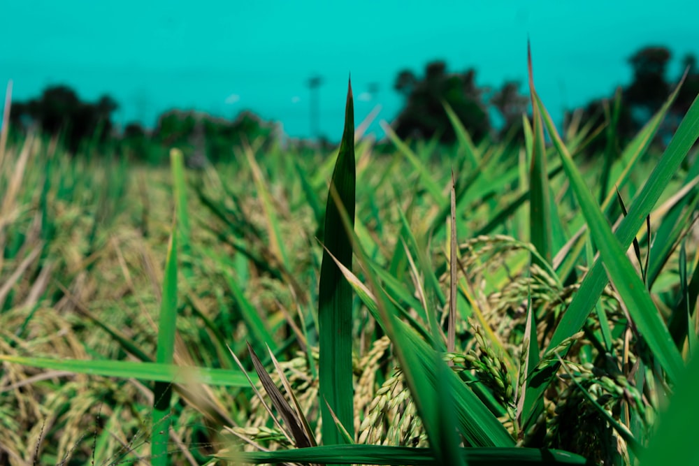 a close-up of a field