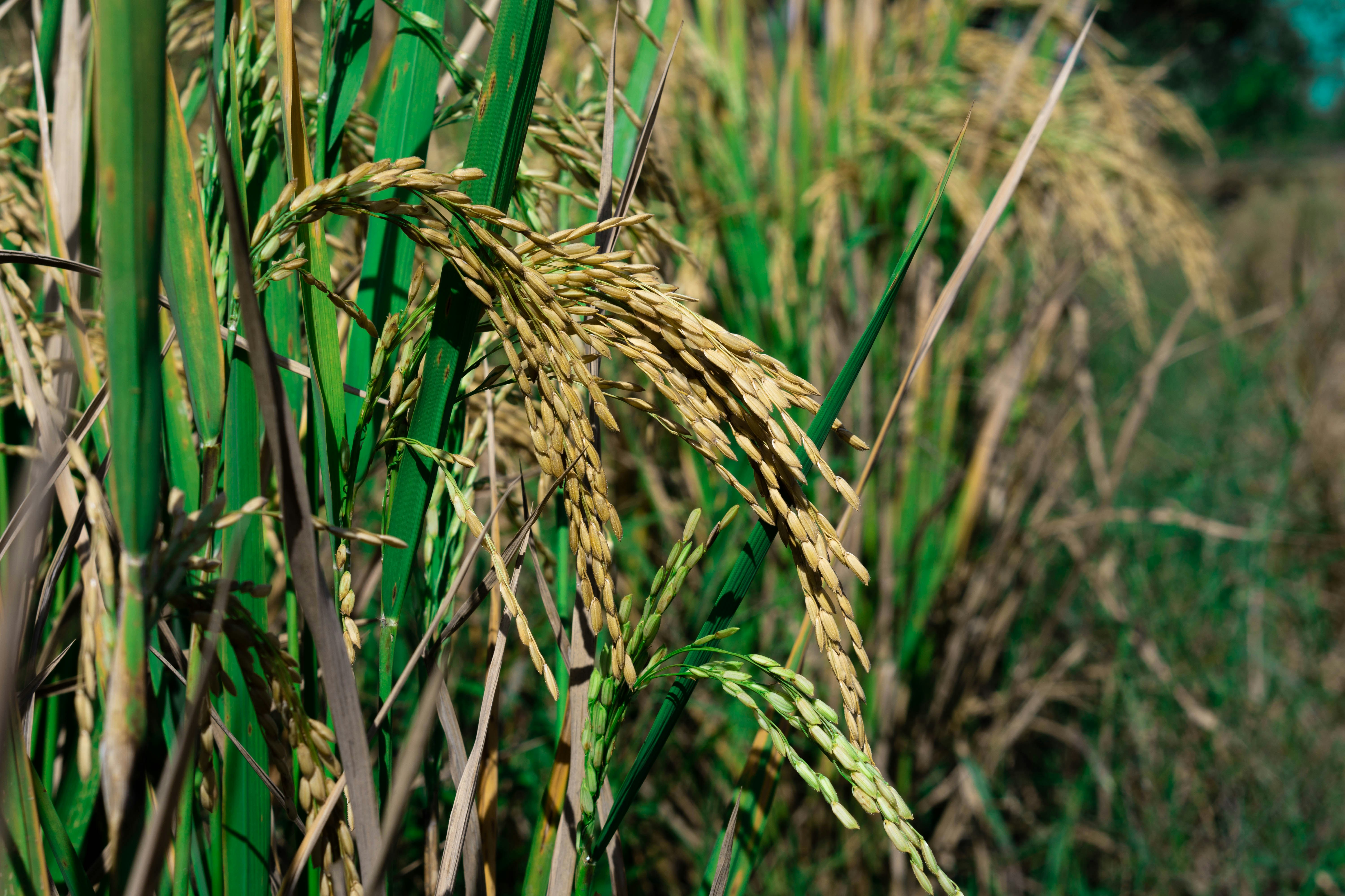 close-up of a field of wheat