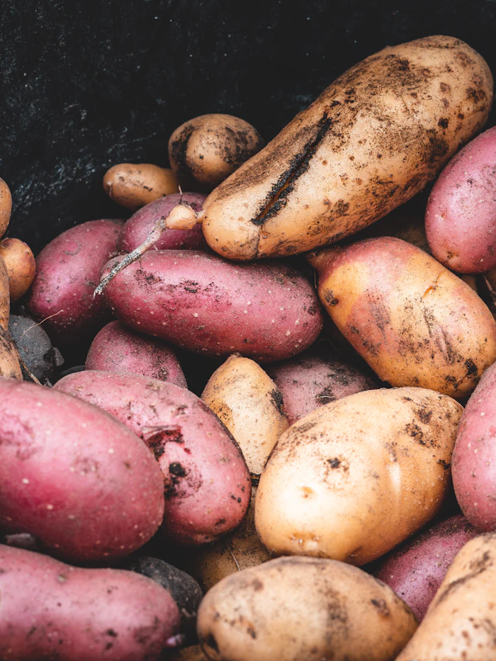 Fresh potatoes pile