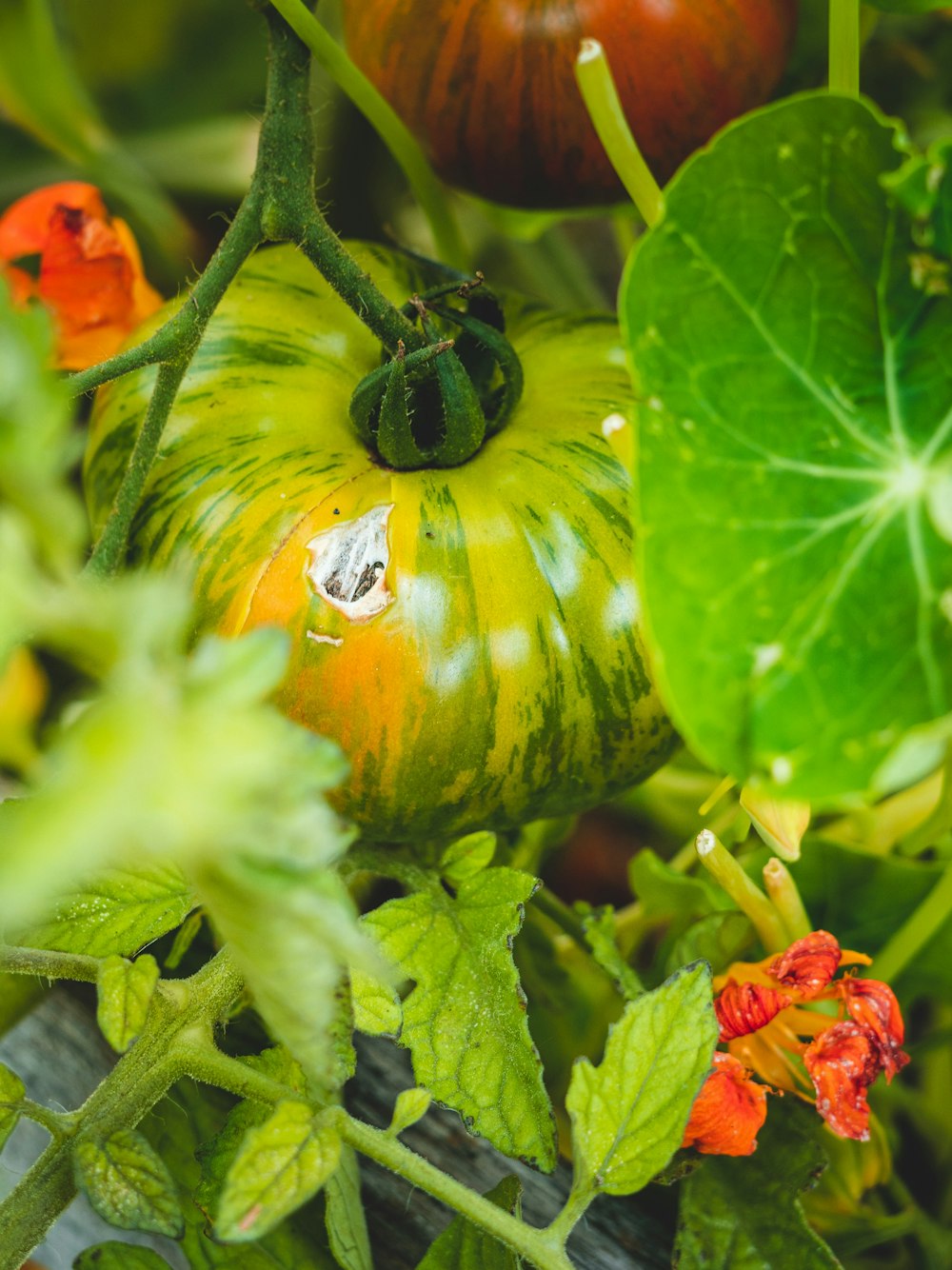 a yellow pepper on a plant