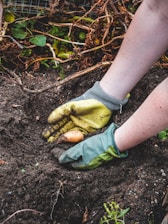 Close-up of fresh vegetables being harvested by hands wearing gloves.