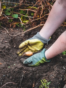 Close-up of fresh vegetables being harvested by hands wearing gloves.