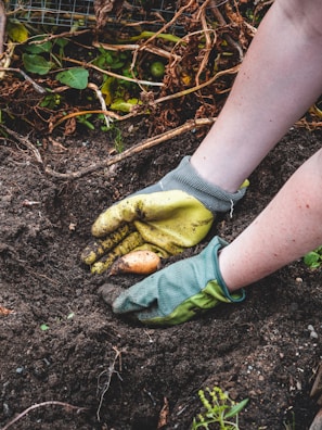 Hands harvesting fresh produce from organic plants in a garden.