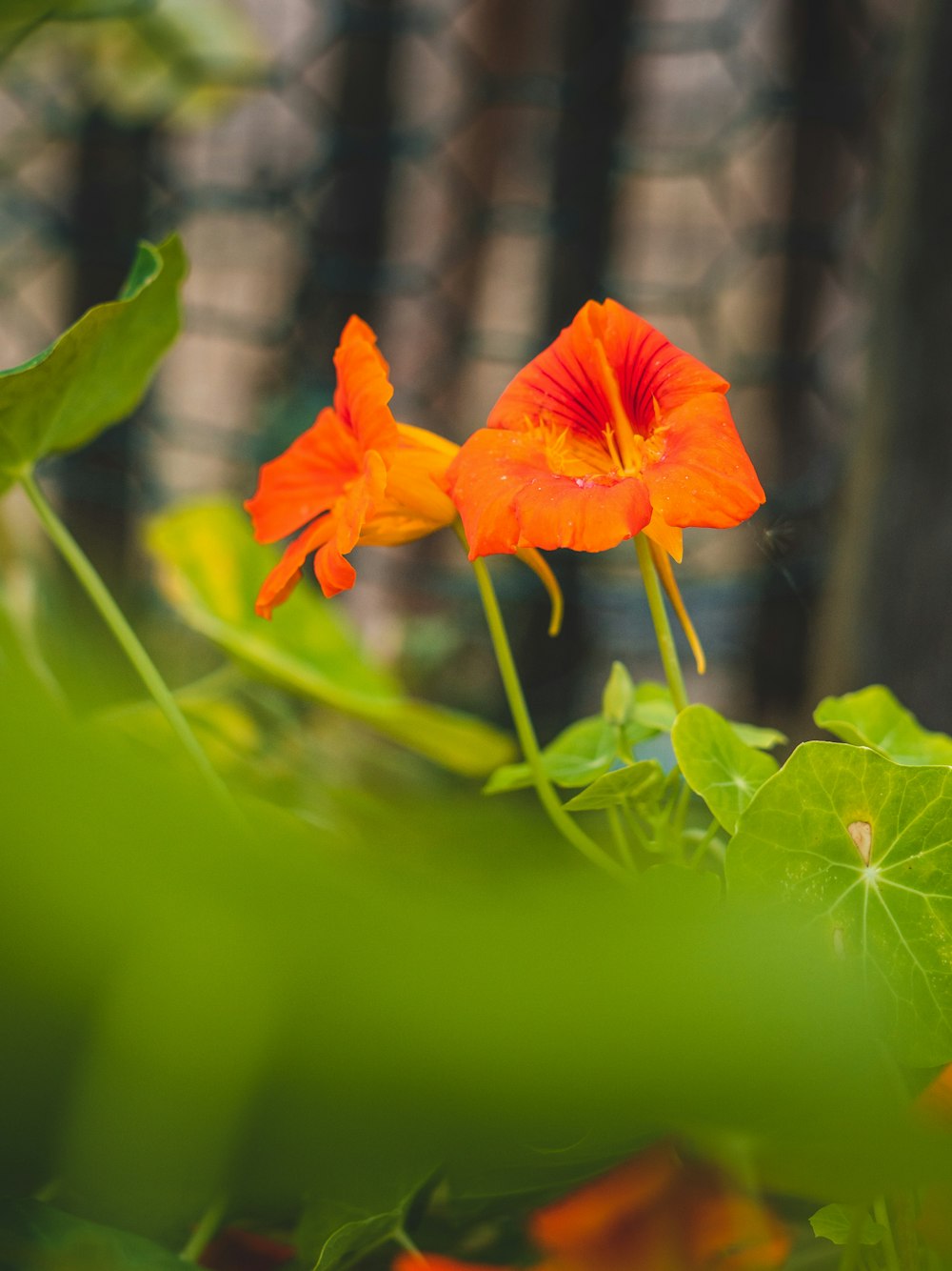 um close up de uma flor