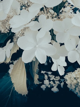 Clusters of white flowers with delicate petals amidst dark green foliage. The flowers vary in size, with larger blossoms towards the center and smaller ones dispersed around them. Some leaves are also visible, adding contrast to the white petals.