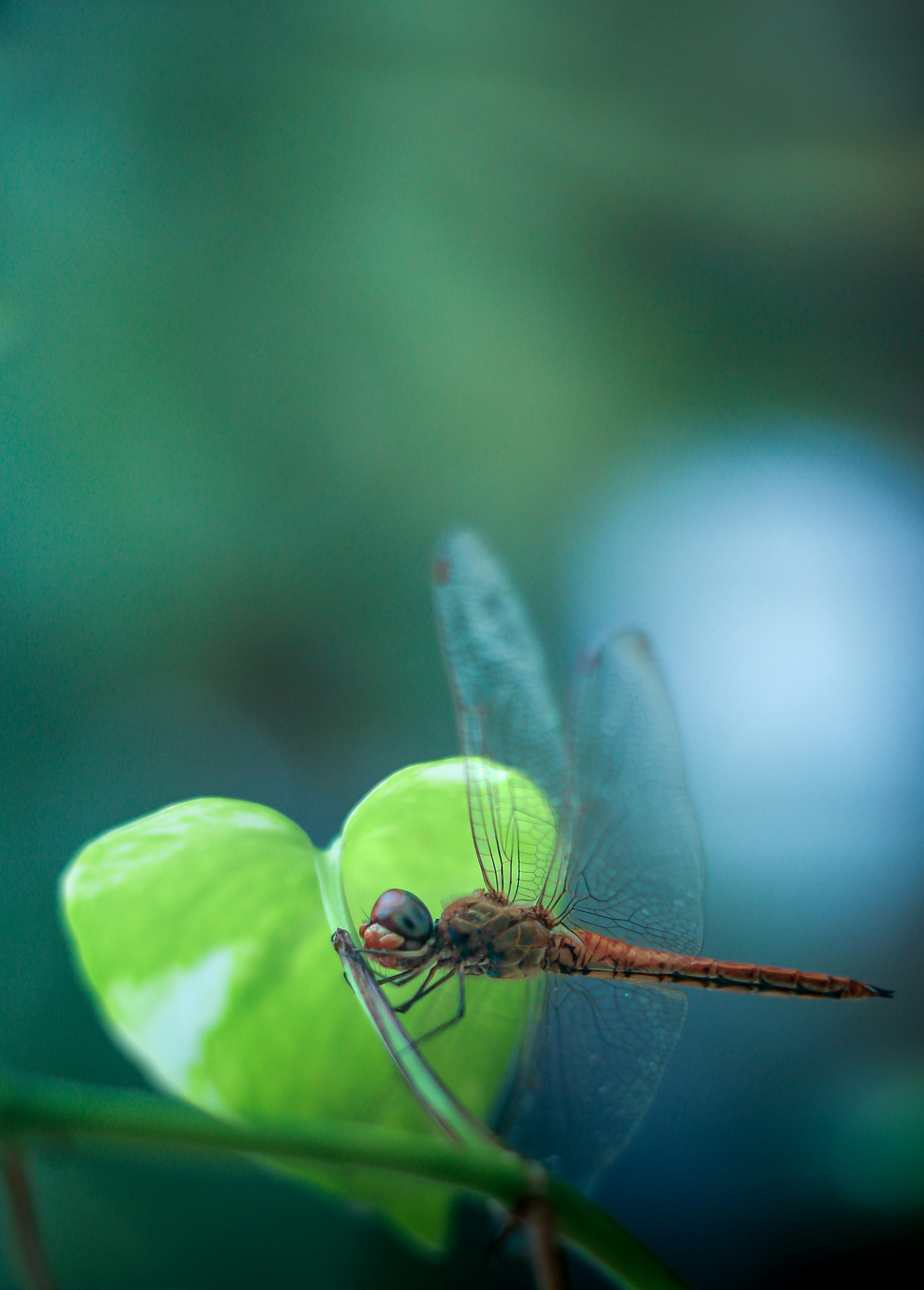 Photo by arununnikrishnan