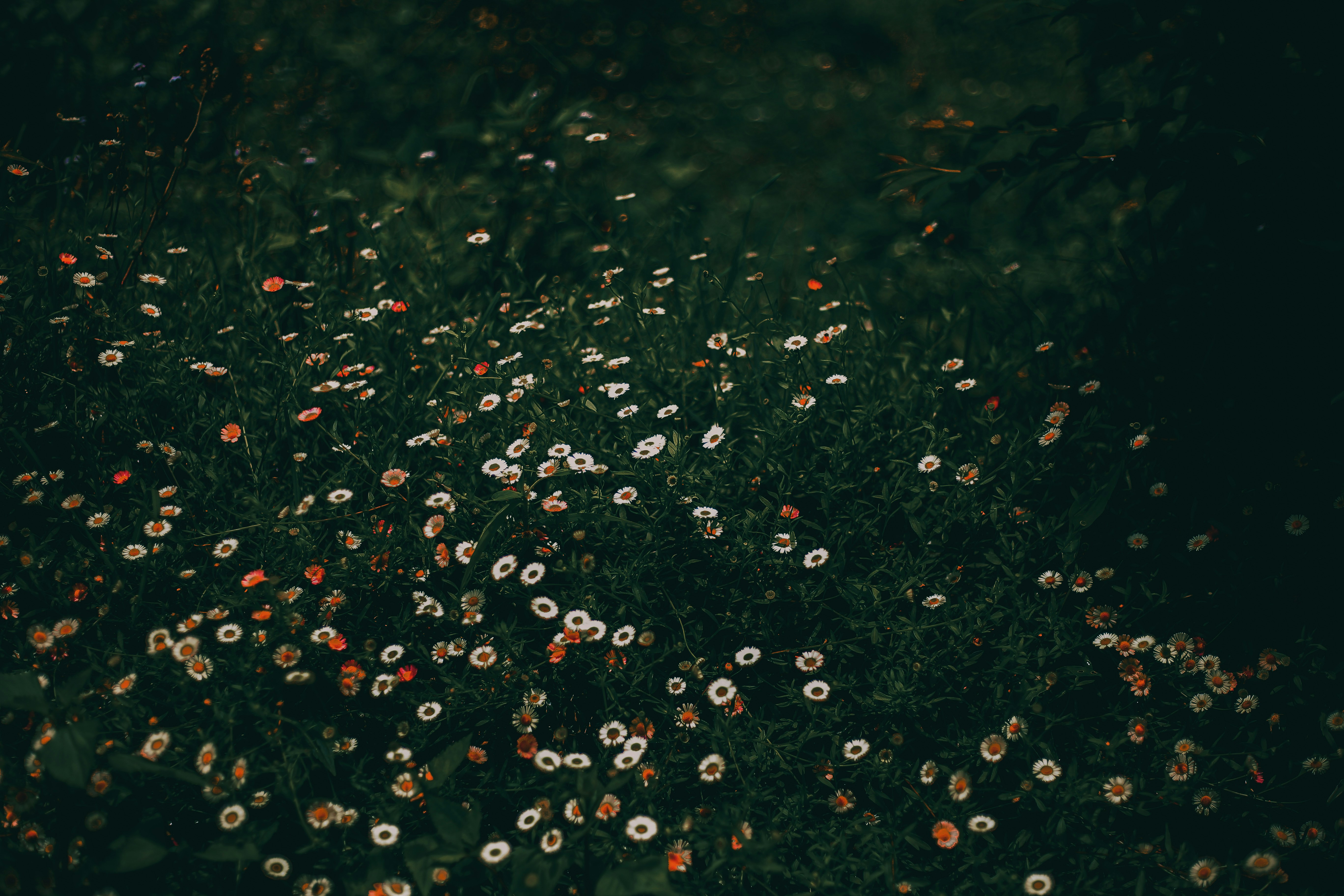 a field of grass with small flowers