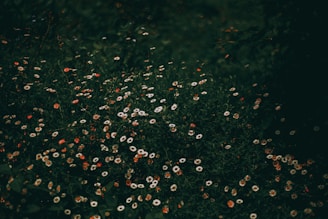 a field of grass with small flowers
