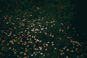 a field of grass with small flowers