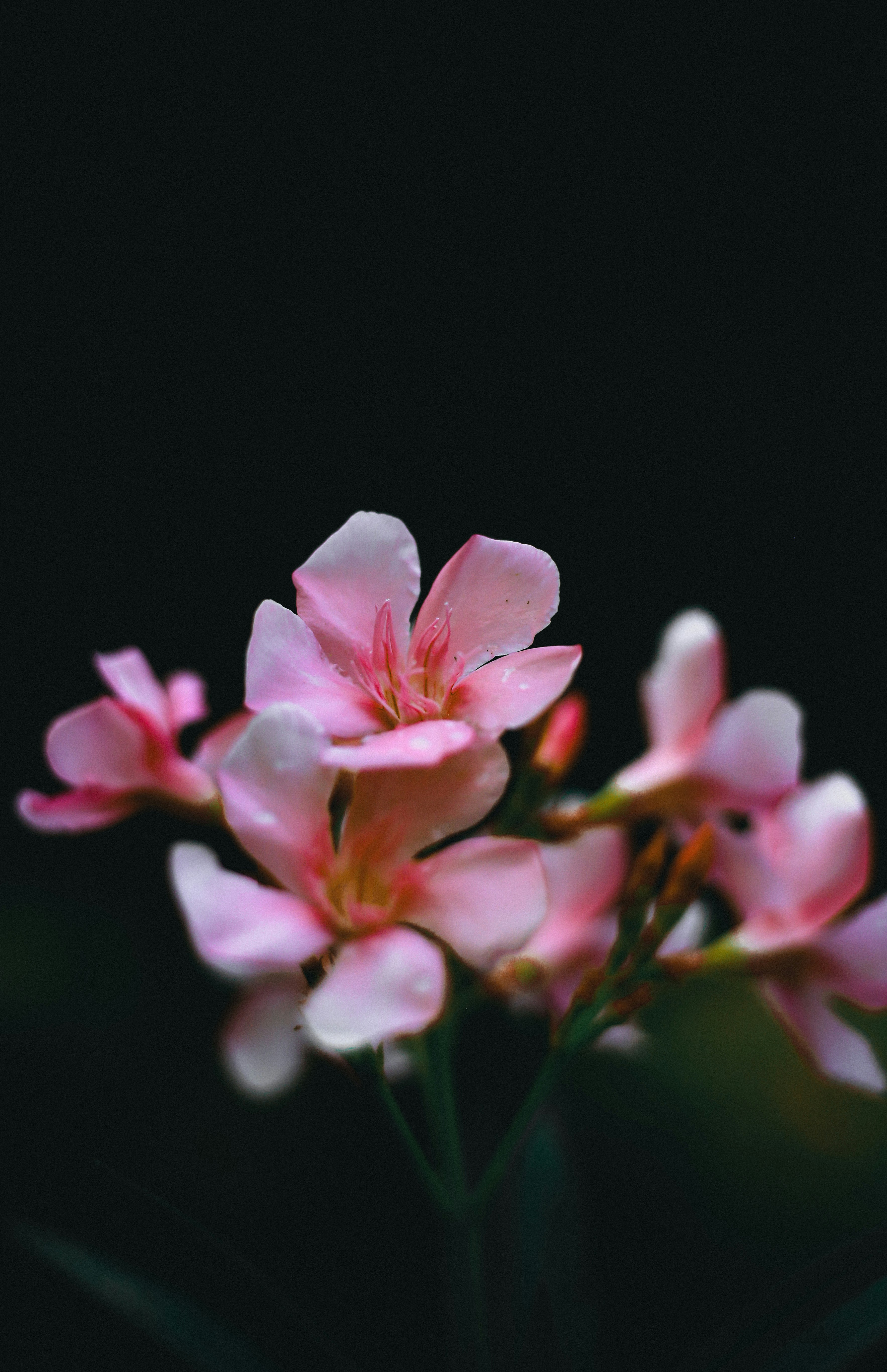 Photo by arununnikrishnan