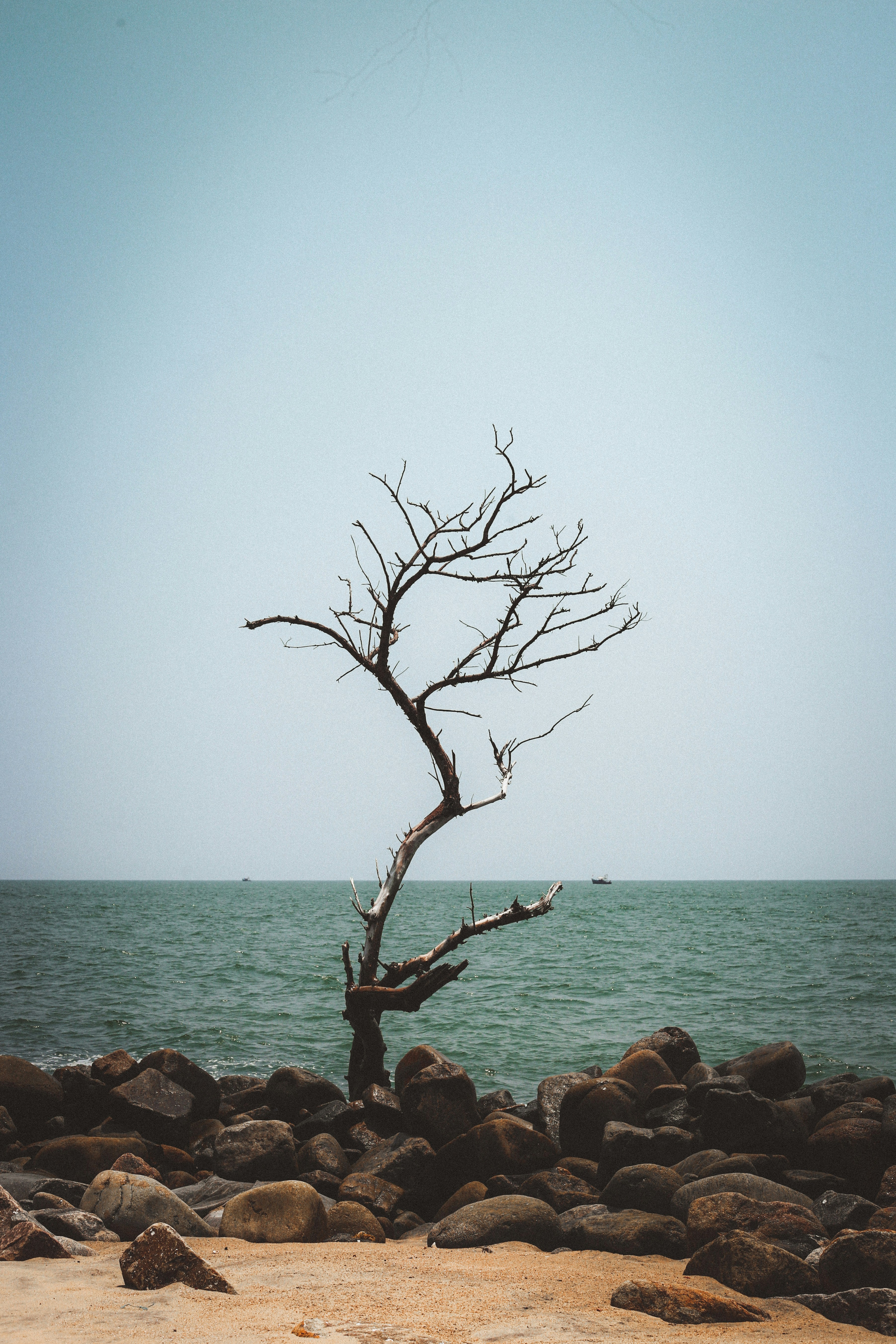 A tree on a beach photo – Free Grey Image on Unsplash