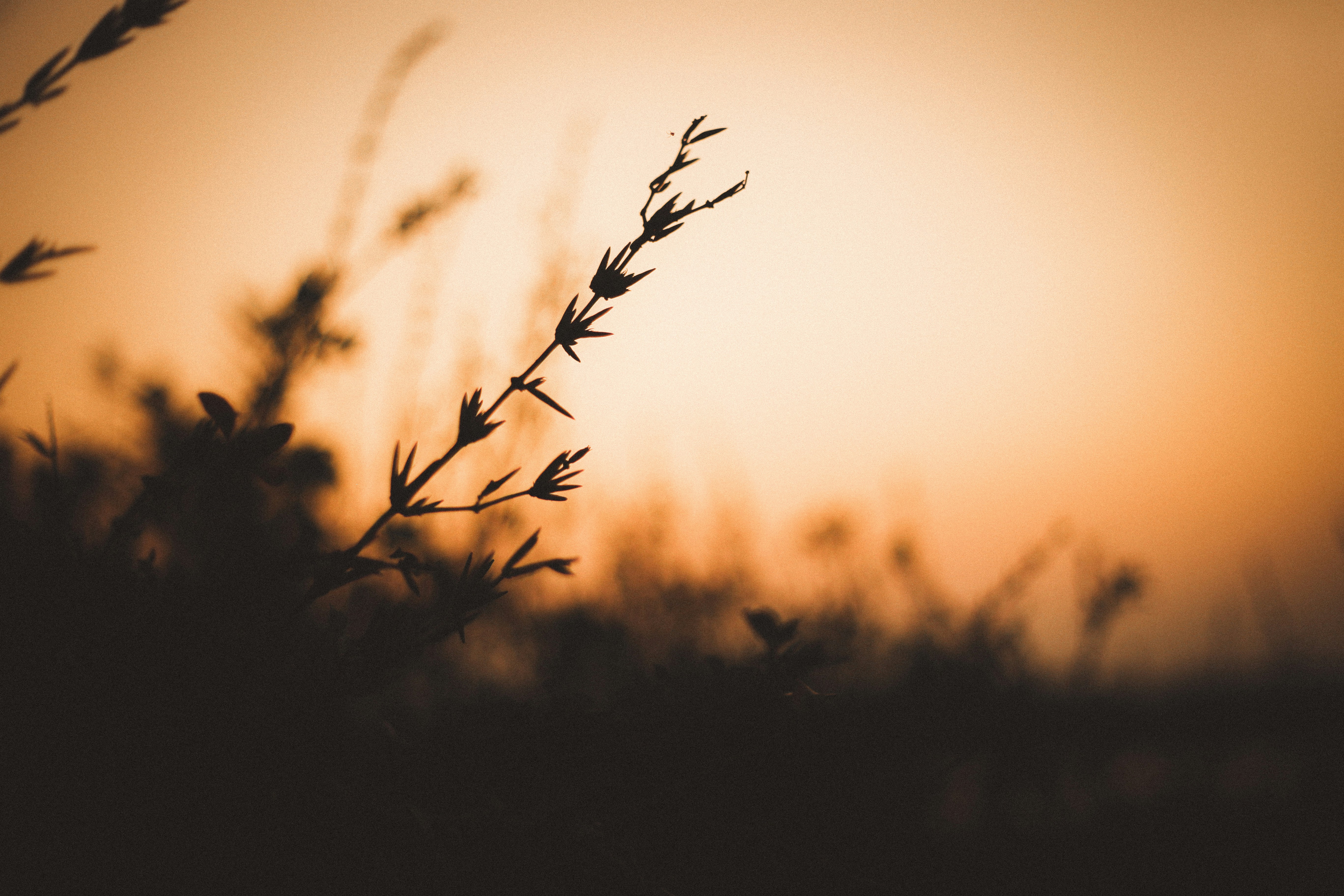 Photo by arununnikrishnan