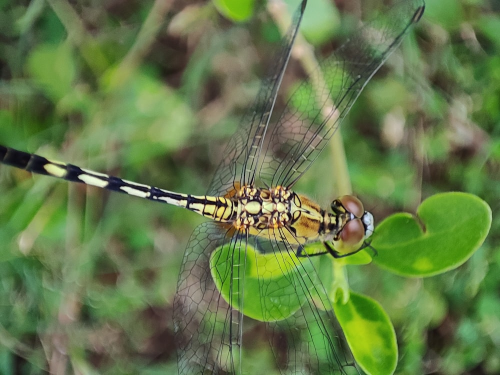 a dragonfly on a leaf