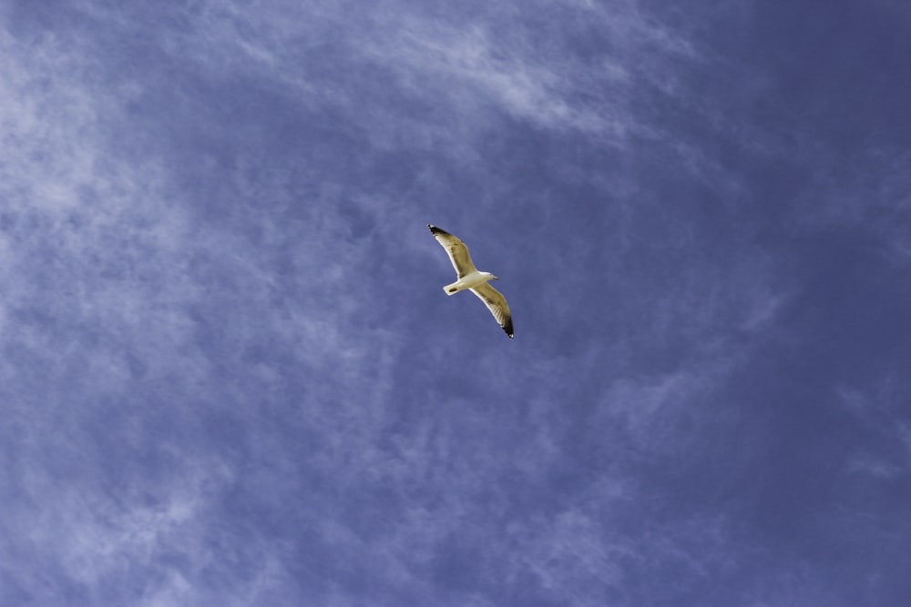 Un oiseau volant dans le ciel