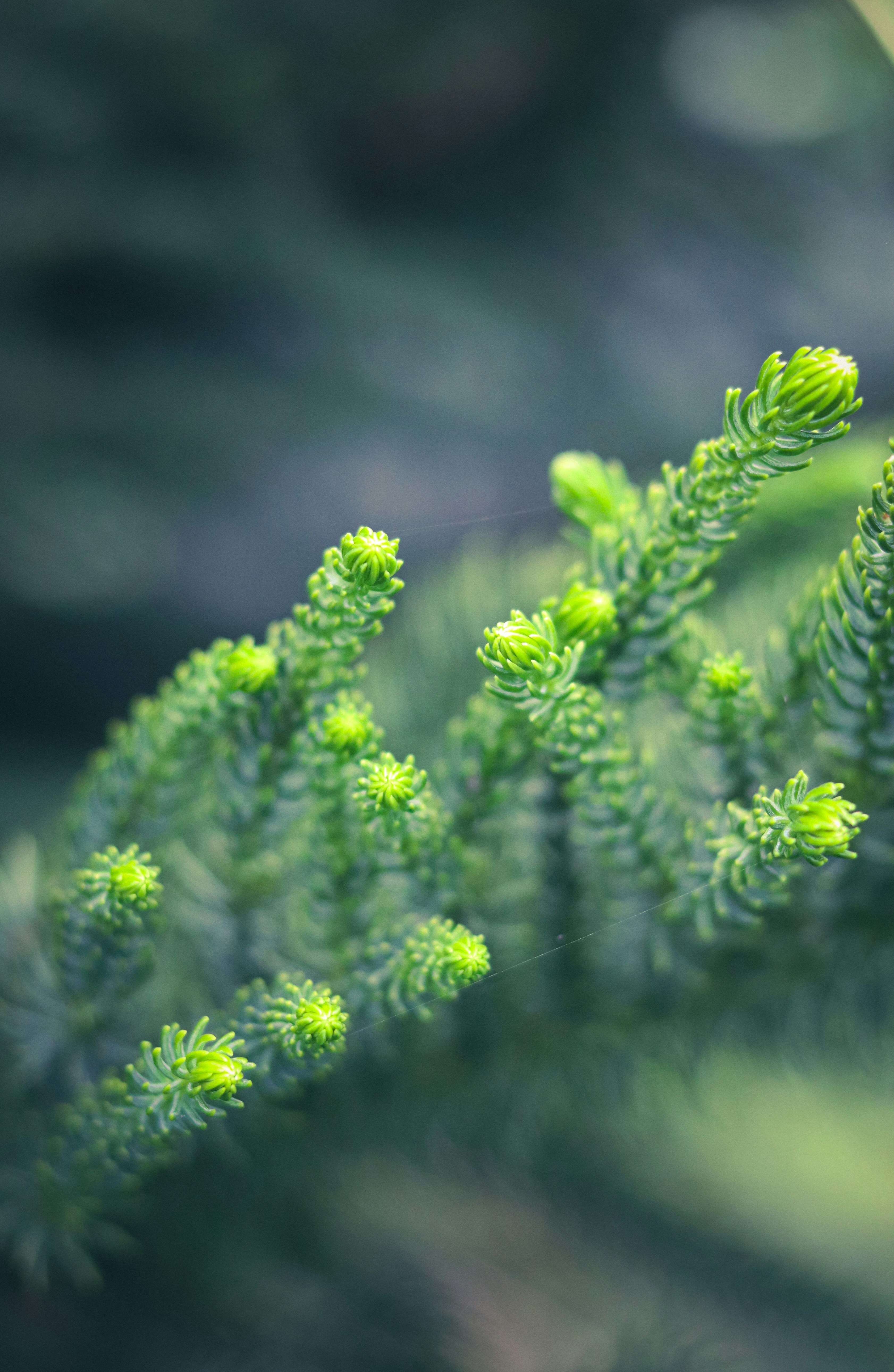 Photo by soonamwooeser