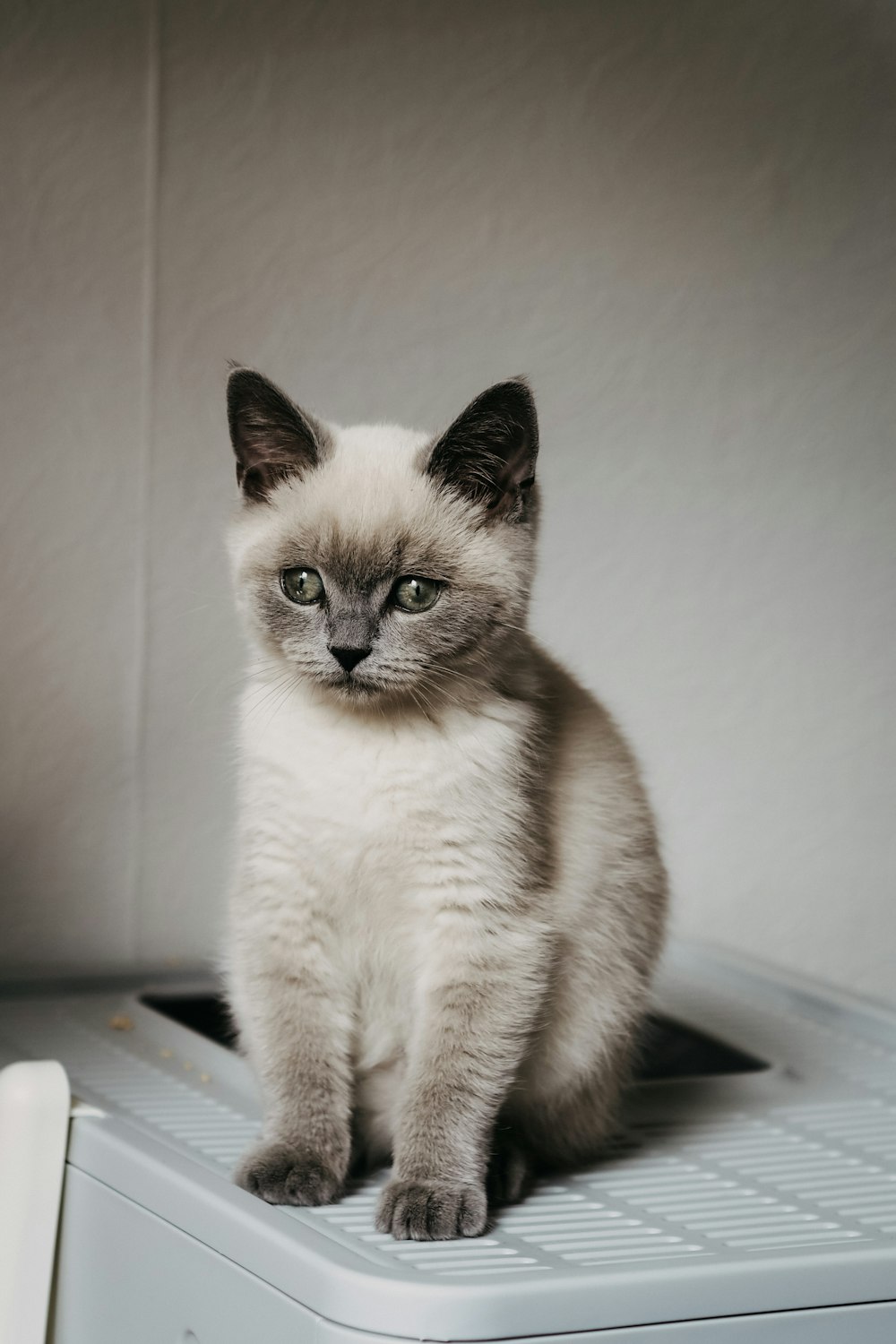 a cat sitting on a laptop