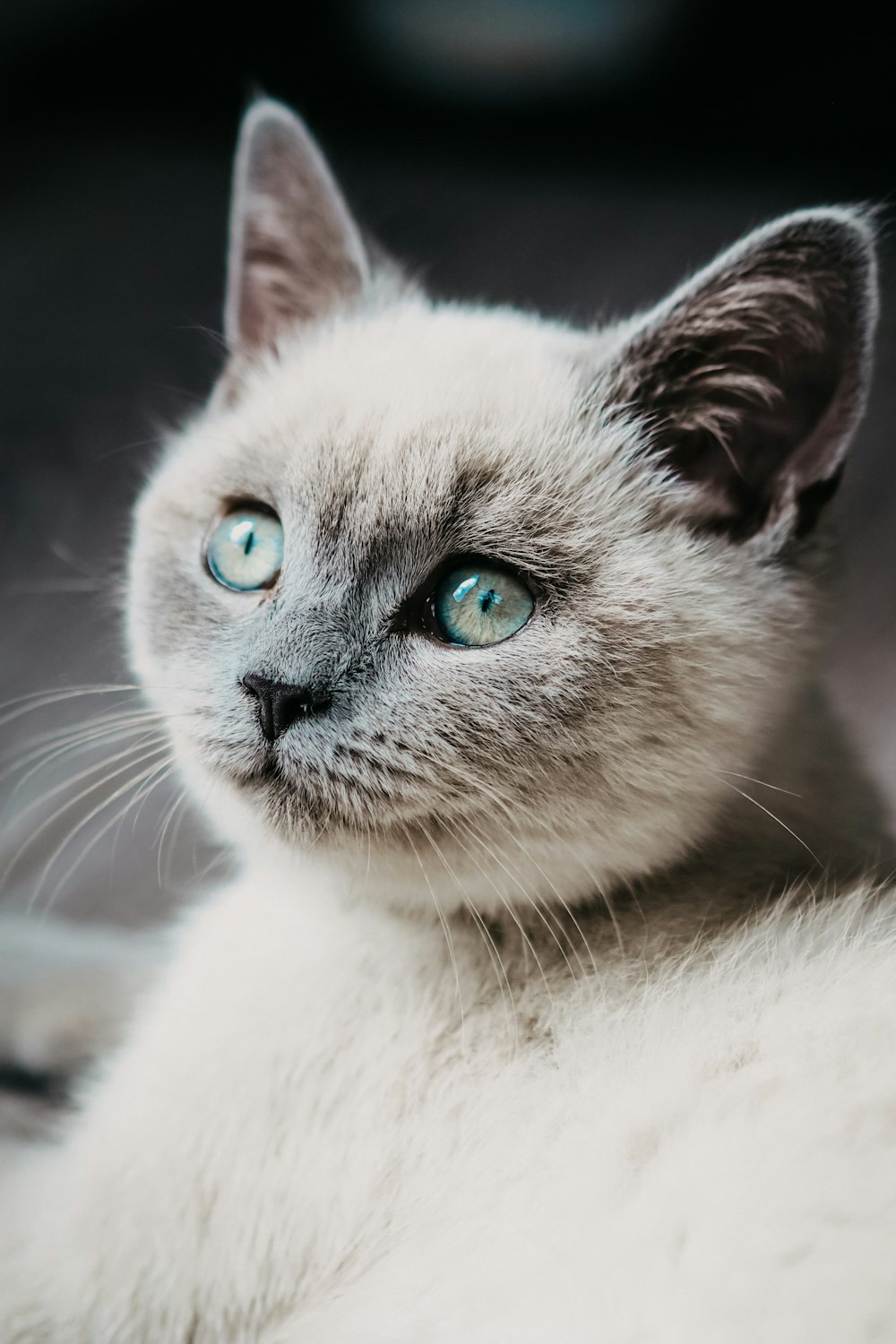 a cat with blue eyes