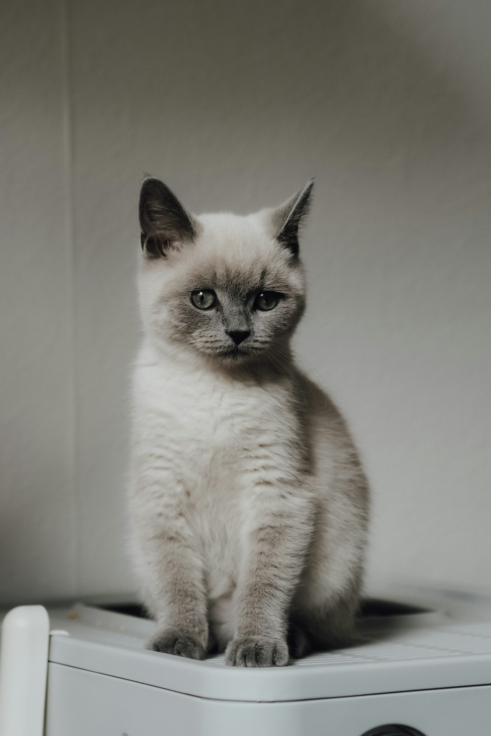 a cat sitting on a shelf