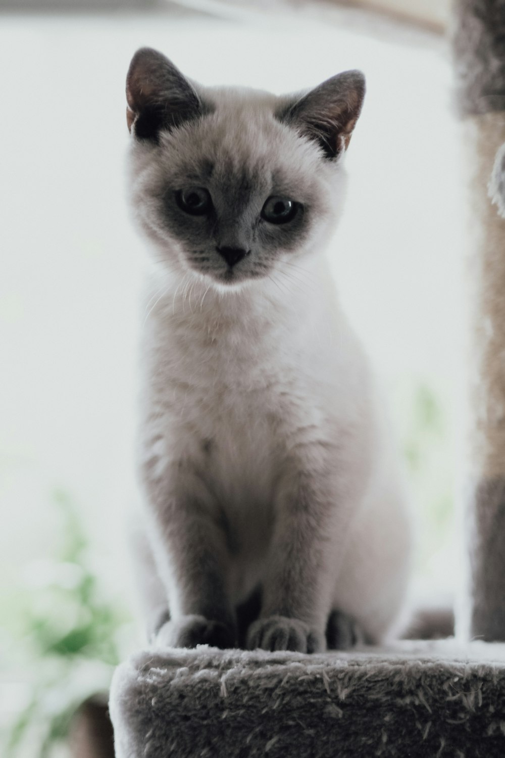 a cat sitting on a rock