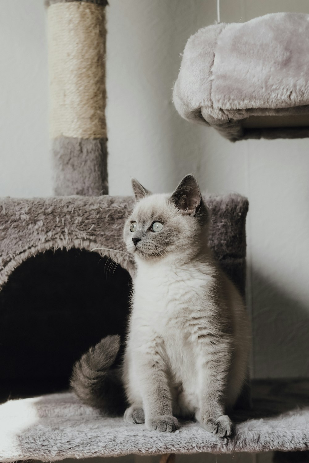 a cat sitting on a cat tree