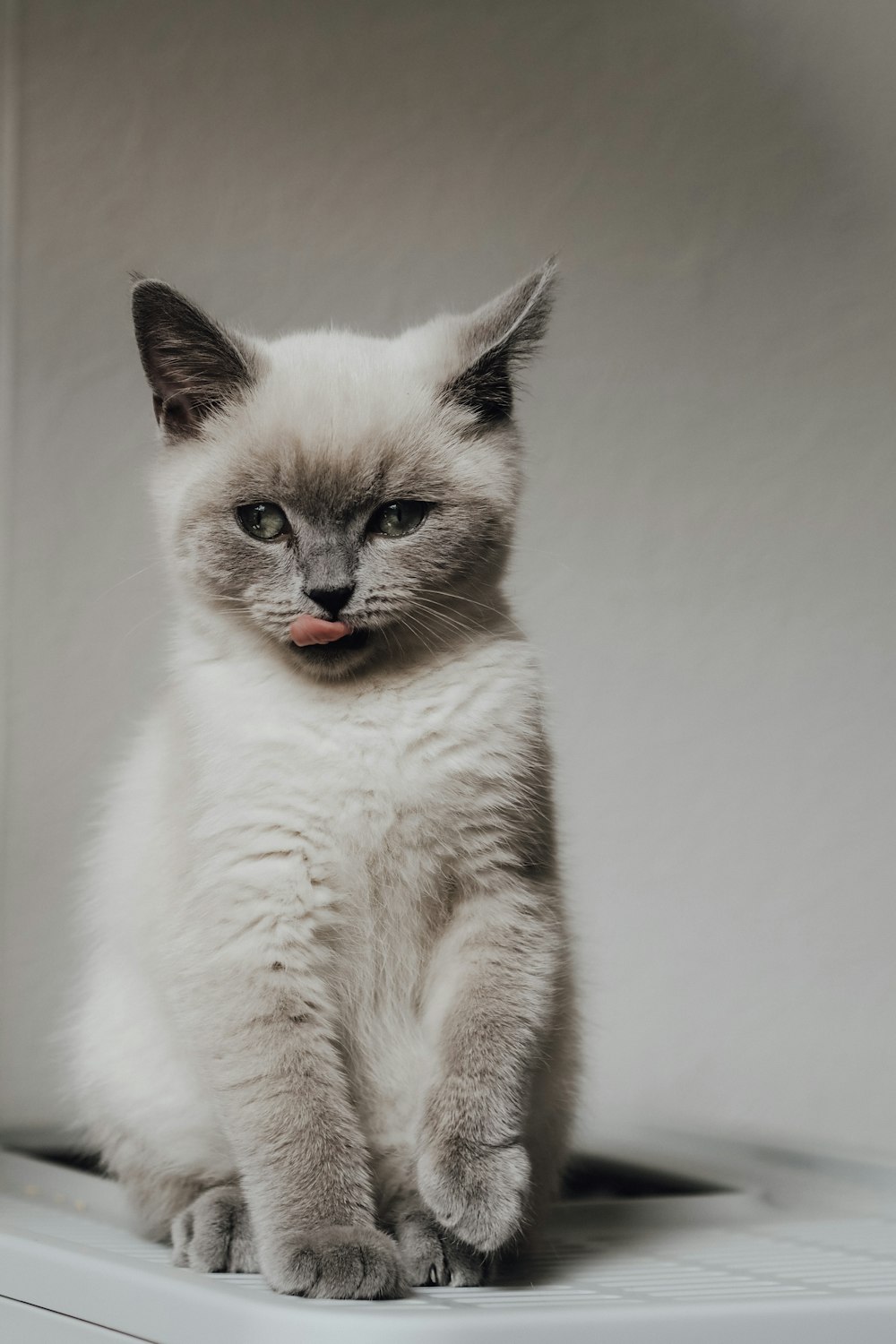 a cat with its tongue out