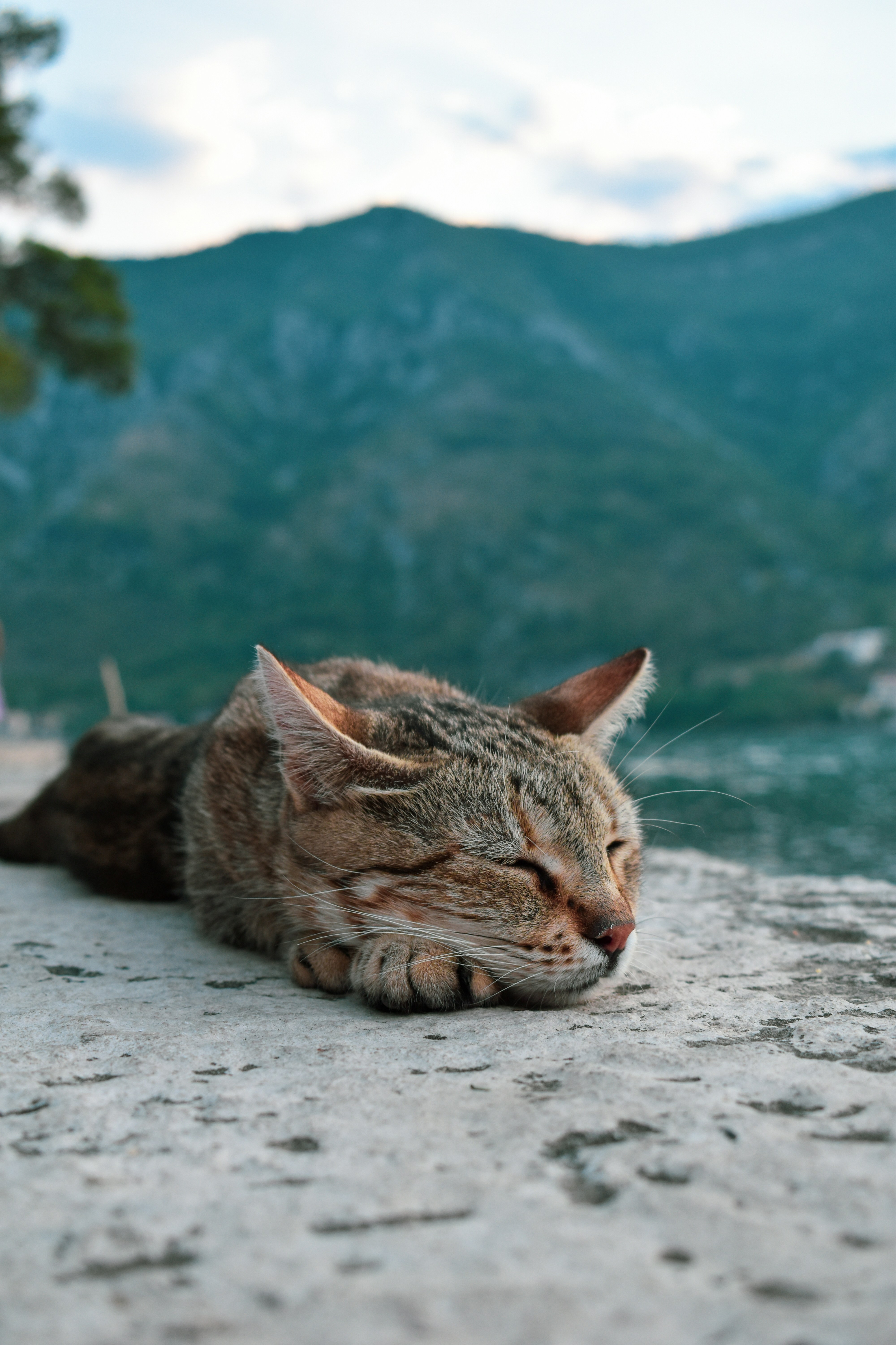 여름에 시원하게 쉬는 고양이