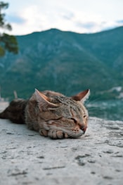 a cat lying on the sand