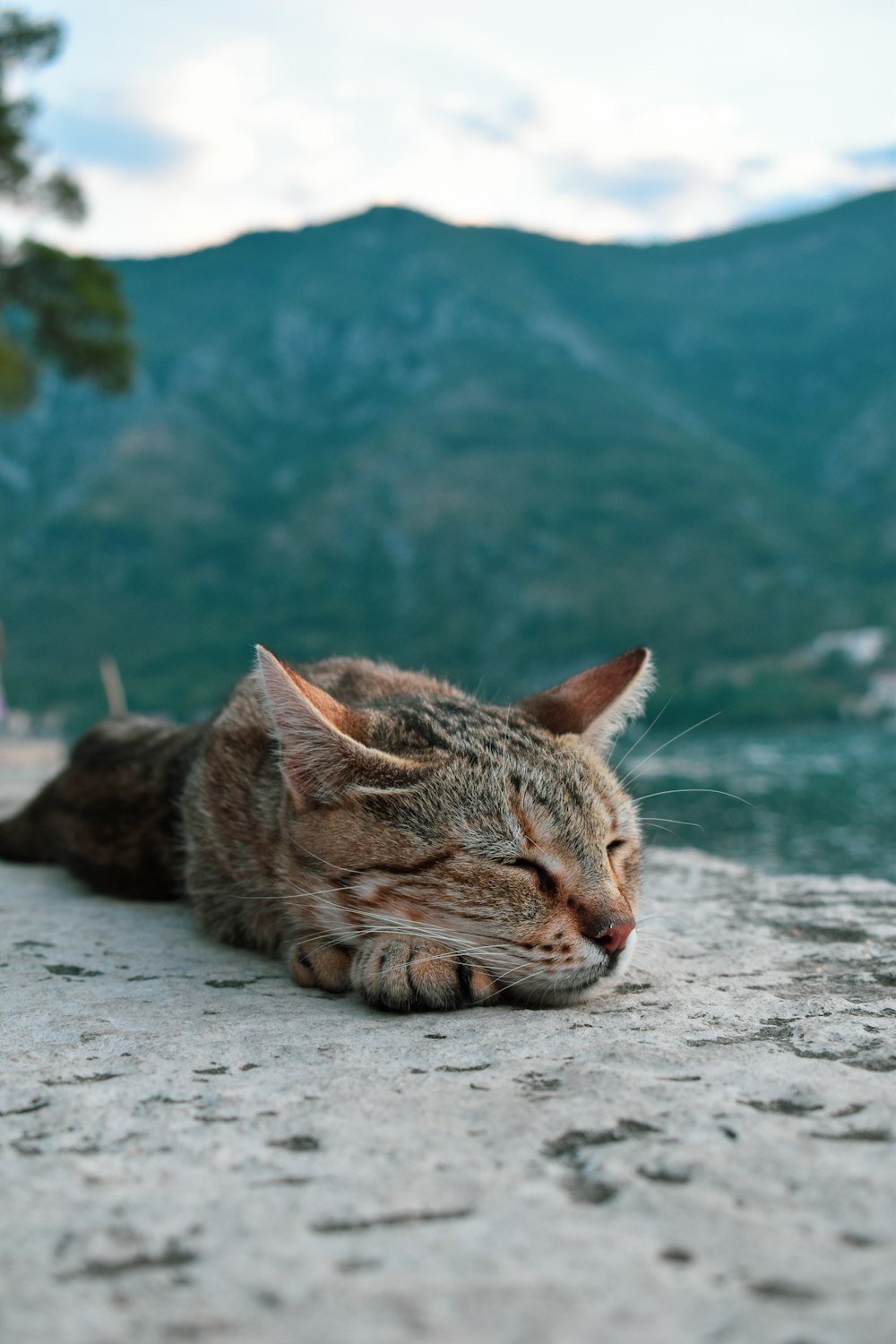 a cat lying on the sand