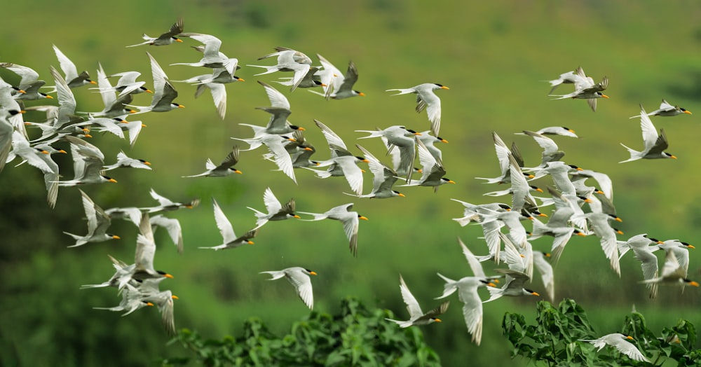 a group of birds flying